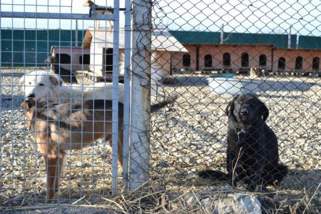 Iubitorii de câini din Oradea, chemaţi la un protest paşnic